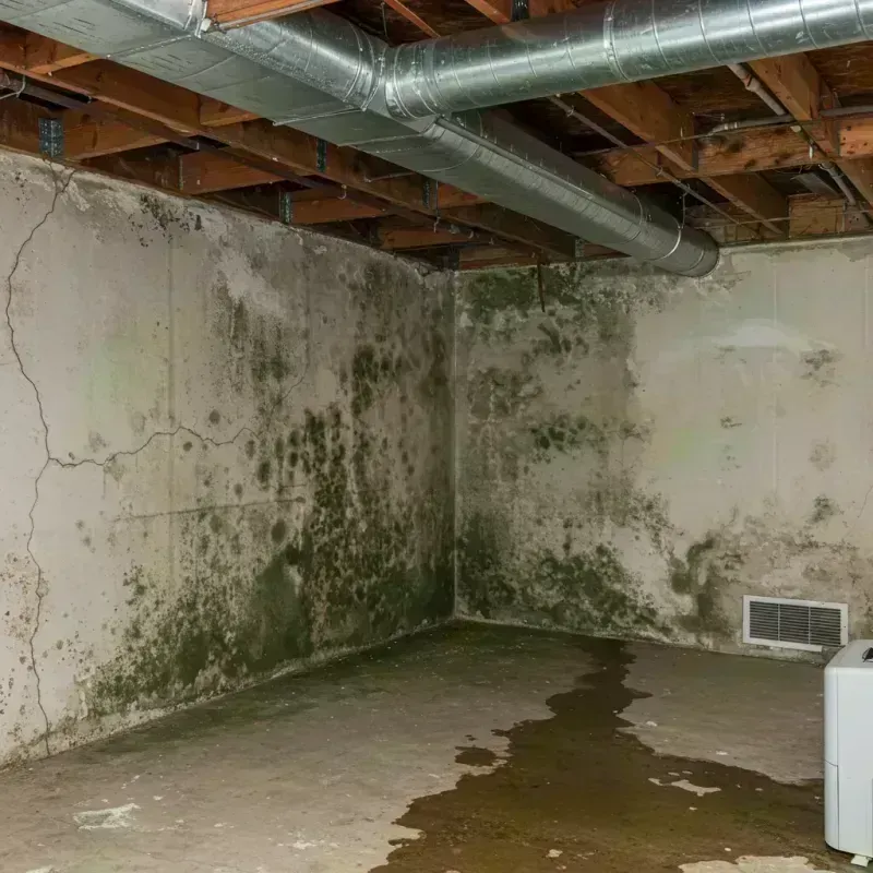 Professional Mold Removal in Acton, ME